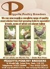 Piggotts meat chicks in Smallholder Magazine