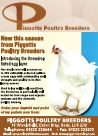 Piggotts Snowdrop in Smallholder Magazine