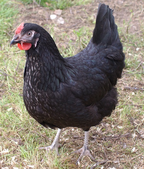 Piggotts Black Chicken