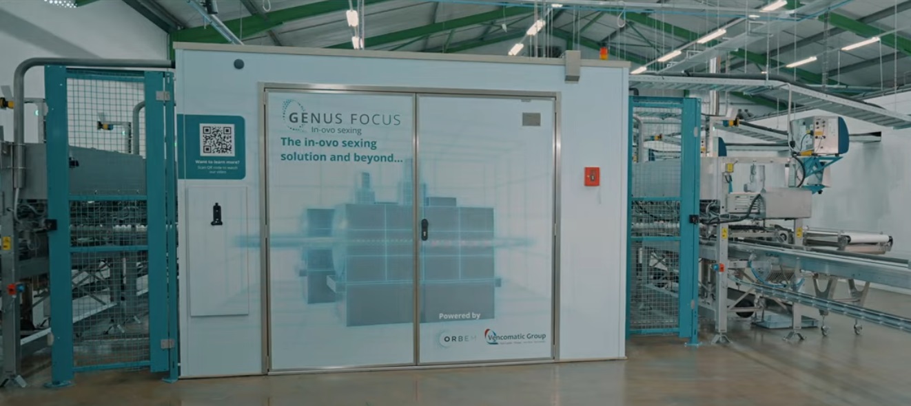 Piggotts ORBEM Chicks