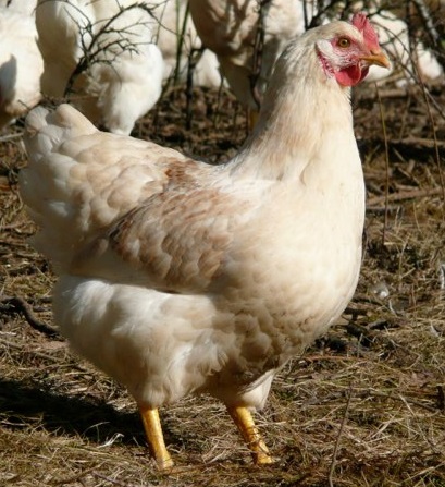 Piggotts Silver Amber Link Pullet