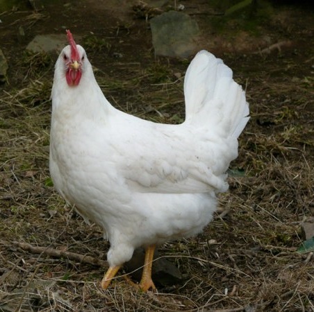 White Leghorn Chicken